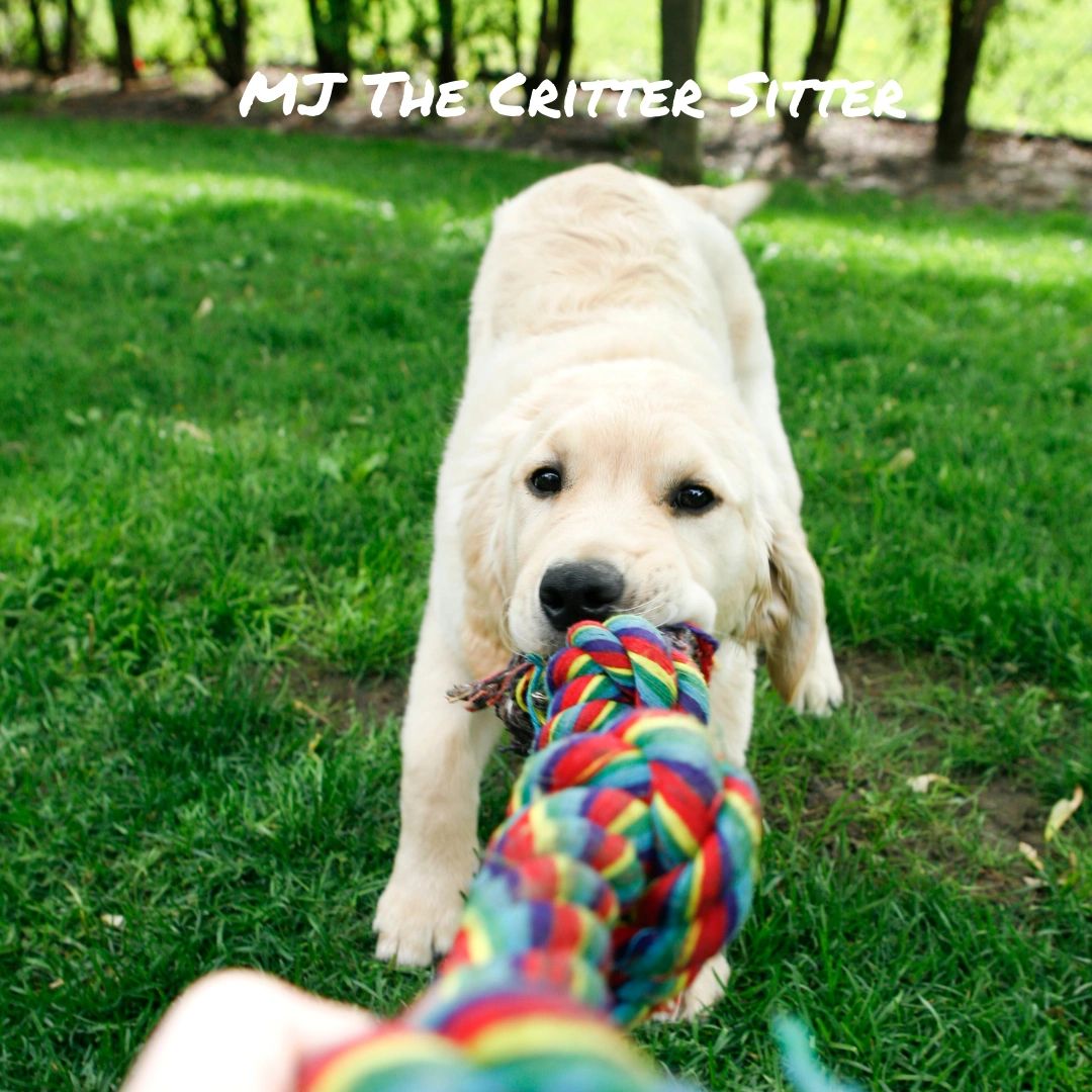 Contact mj the critter sitter